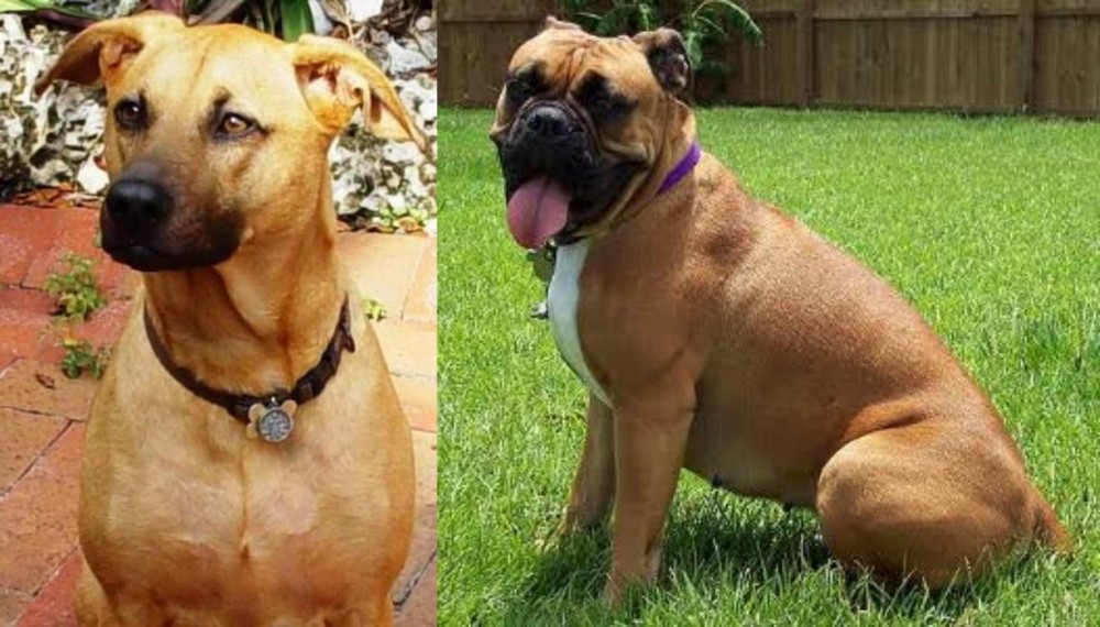 Valley Bulldog vs Combai - Breed Comparison