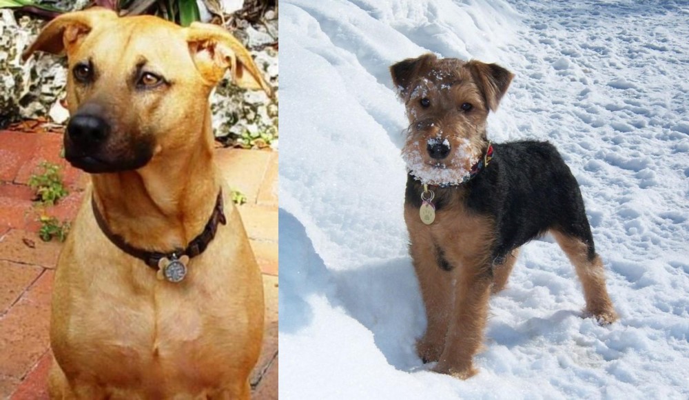 Welsh Terrier vs Combai - Breed Comparison
