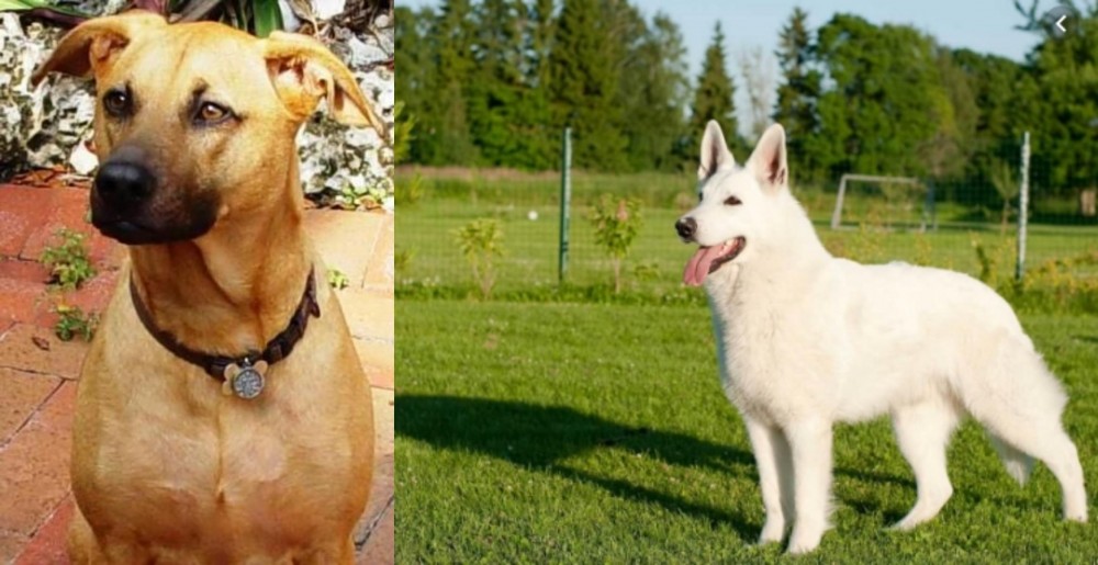 White Shepherd vs Combai - Breed Comparison