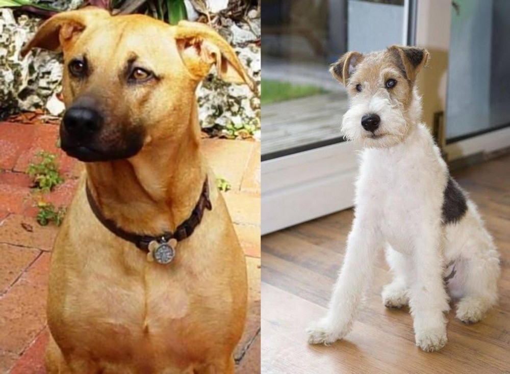 Wire Fox Terrier vs Combai - Breed Comparison