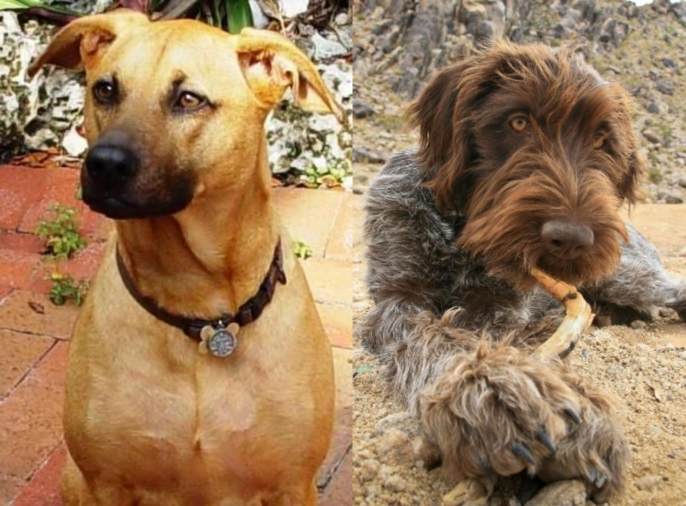 Wirehaired Pointing Griffon vs Combai - Breed Comparison