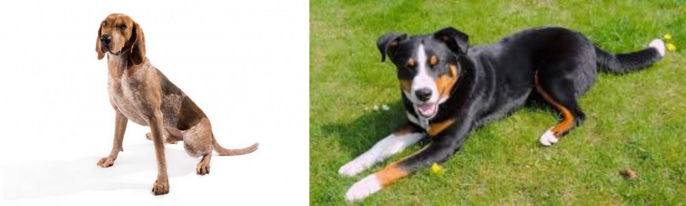 Appenzell Mountain Dog vs Coonhound - Breed Comparison