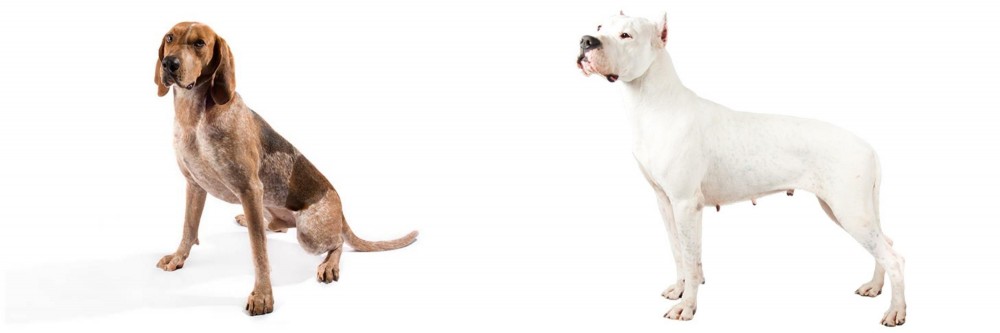 Argentine Dogo vs Coonhound - Breed Comparison