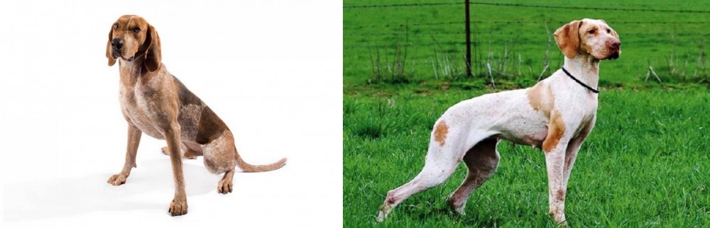 Ariege Pointer vs Coonhound - Breed Comparison