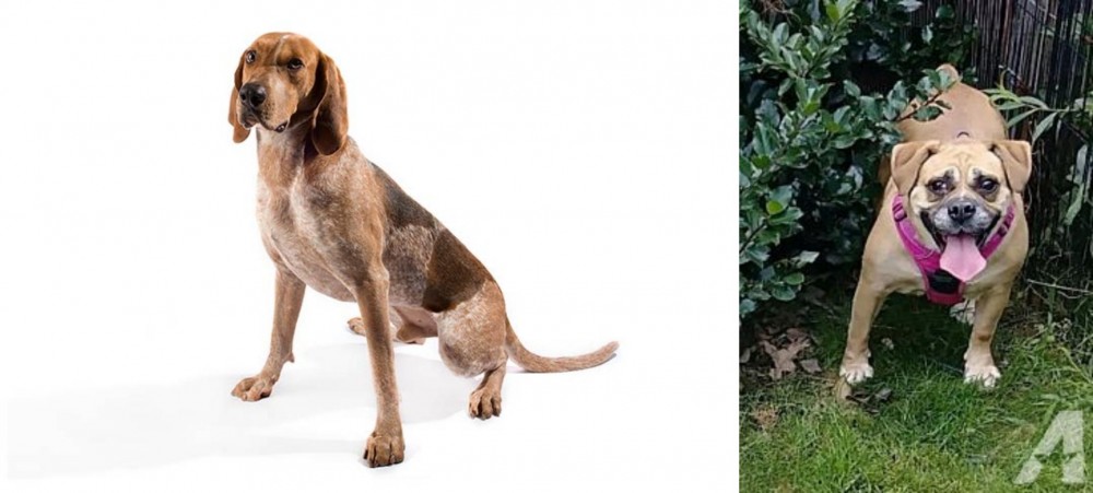 Beabull vs Coonhound - Breed Comparison