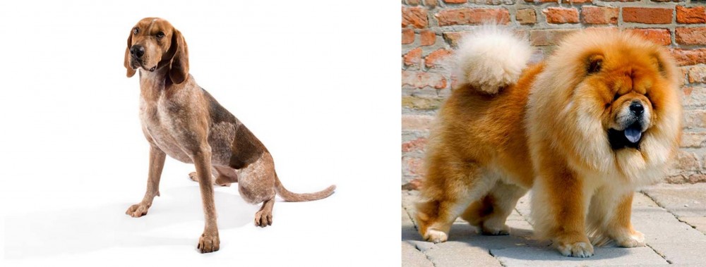 Chow Chow vs Coonhound - Breed Comparison