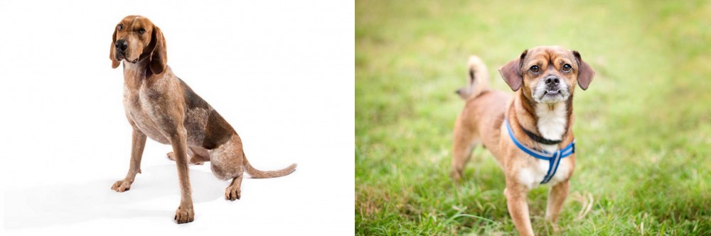 Chug vs Coonhound - Breed Comparison