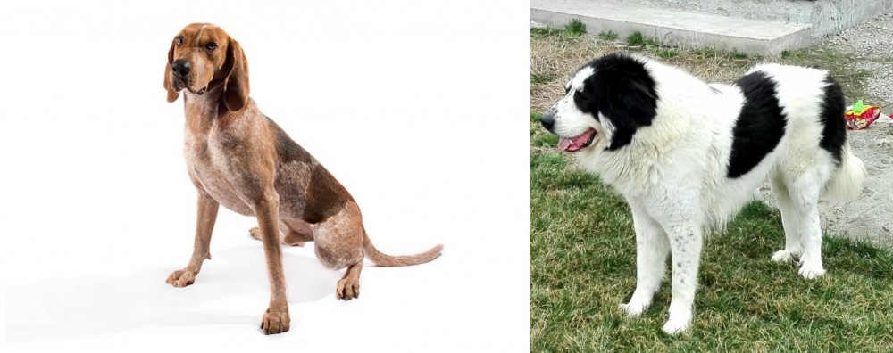 Ciobanesc de Bucovina vs Coonhound - Breed Comparison