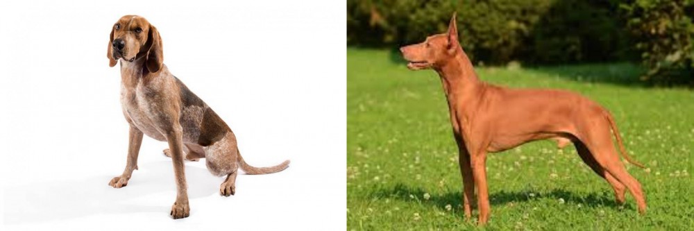 Cirneco dell'Etna vs Coonhound - Breed Comparison