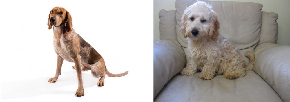 Cockachon vs Coonhound - Breed Comparison