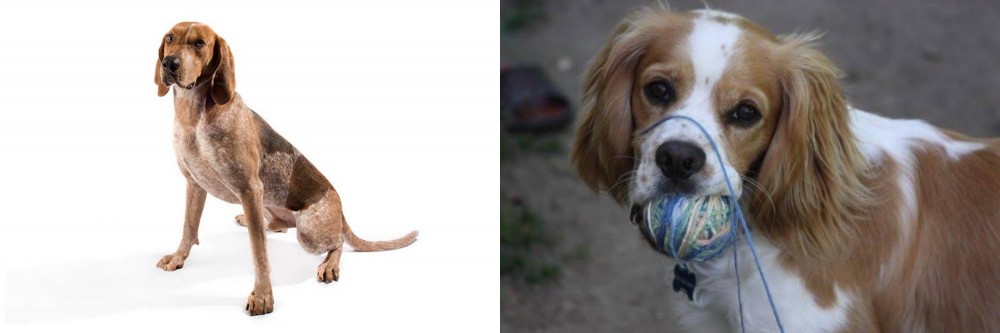 Cockalier vs Coonhound - Breed Comparison