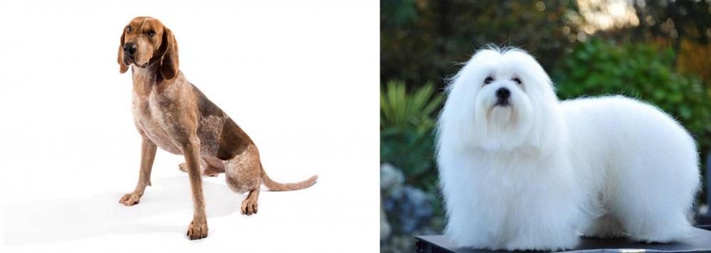 Coton De Tulear vs Coonhound - Breed Comparison
