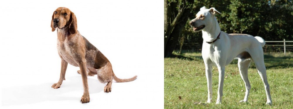 Cretan Hound vs Coonhound - Breed Comparison
