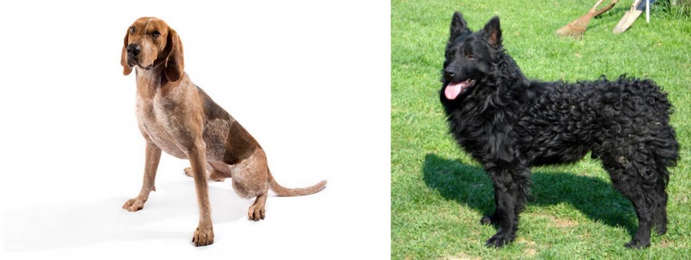 Croatian Sheepdog vs Coonhound - Breed Comparison
