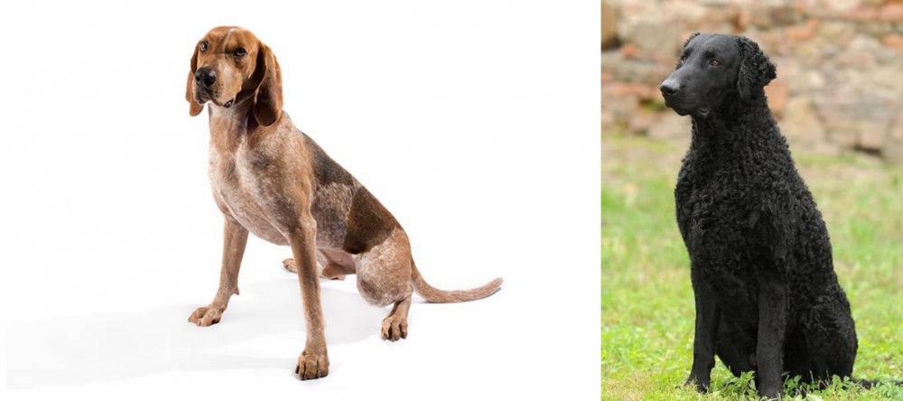 Curly Coated Retriever vs Coonhound - Breed Comparison