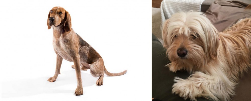 Cyprus Poodle vs Coonhound - Breed Comparison