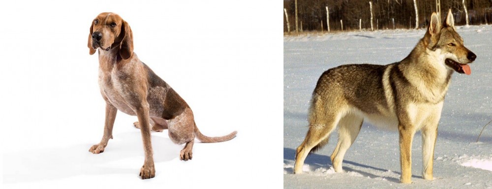 Czechoslovakian Wolfdog vs Coonhound - Breed Comparison
