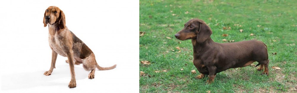 Dachshund vs Coonhound - Breed Comparison