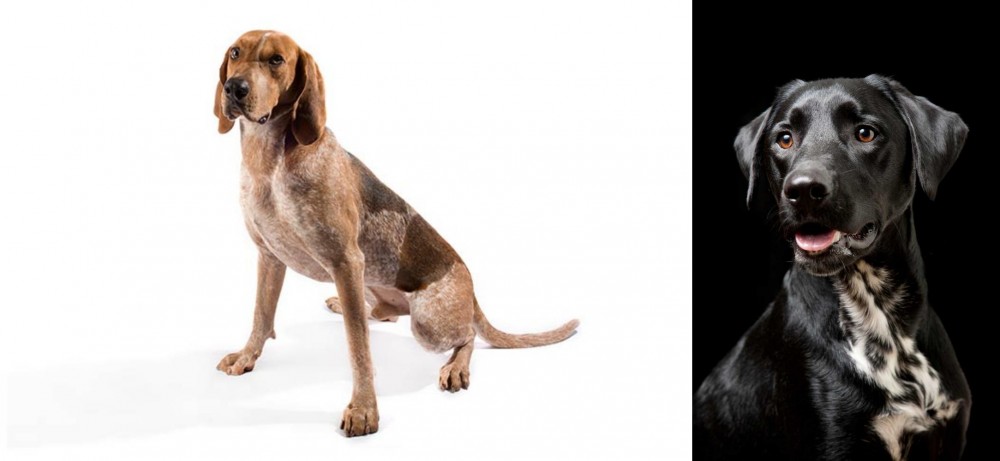 Dalmador vs Coonhound - Breed Comparison