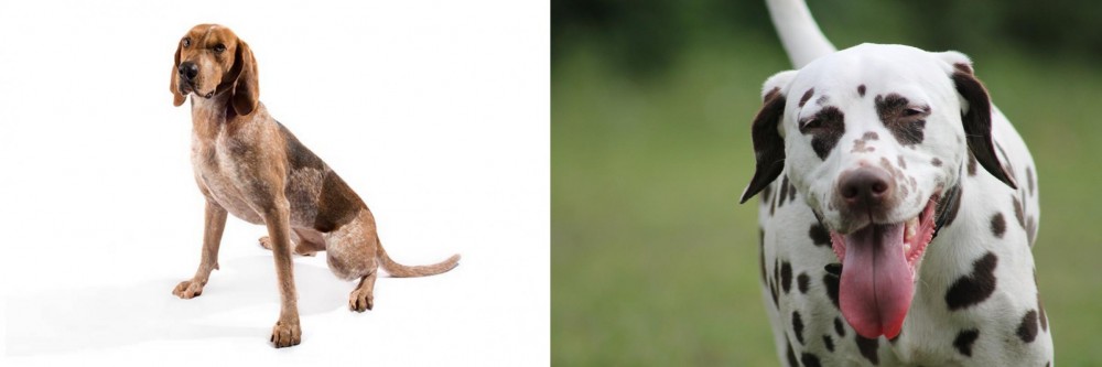 Dalmatian vs Coonhound - Breed Comparison