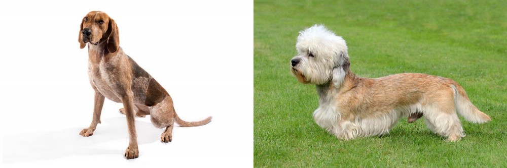Dandie Dinmont Terrier vs Coonhound - Breed Comparison