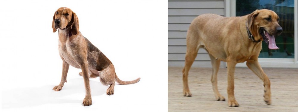 Danish Broholmer vs Coonhound - Breed Comparison
