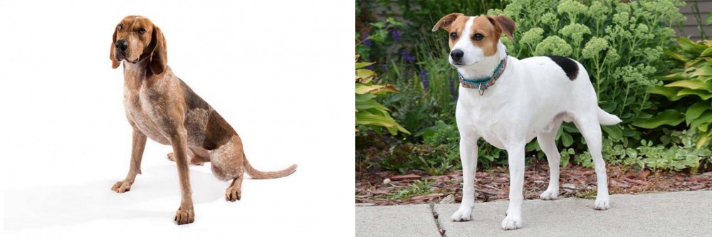 Danish Swedish Farmdog vs Coonhound - Breed Comparison