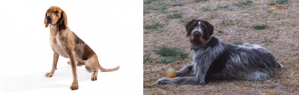 Deutsch Drahthaar vs Coonhound - Breed Comparison