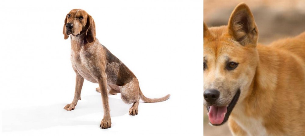 Dingo vs Coonhound - Breed Comparison