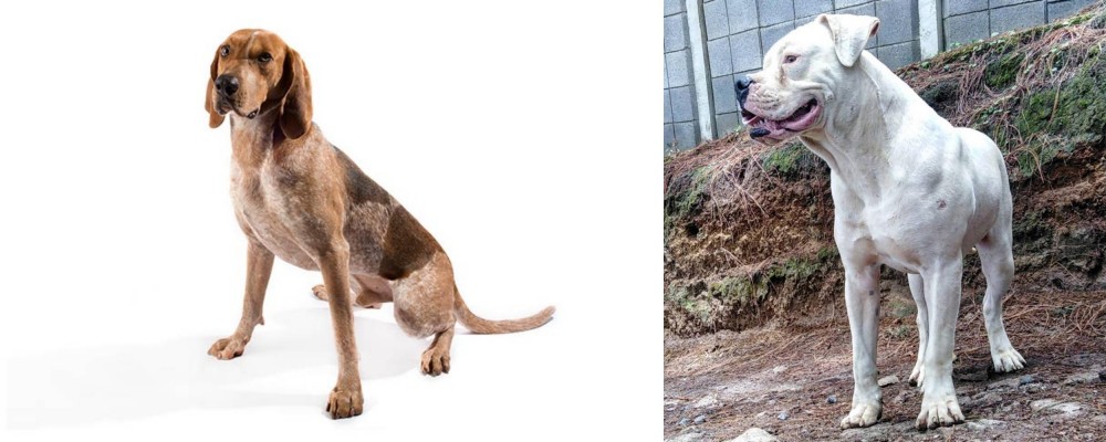 Dogo Guatemalteco vs Coonhound - Breed Comparison