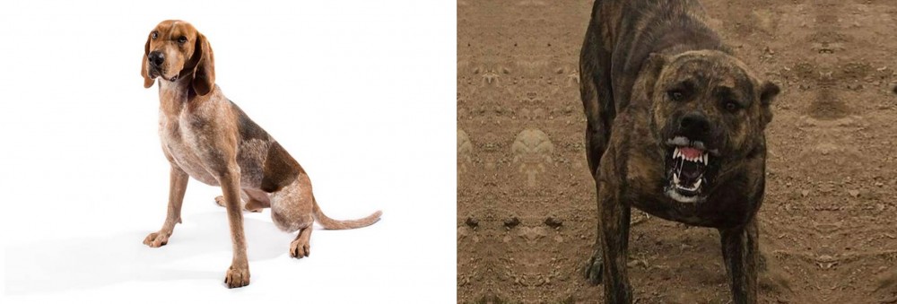 Dogo Sardesco vs Coonhound - Breed Comparison