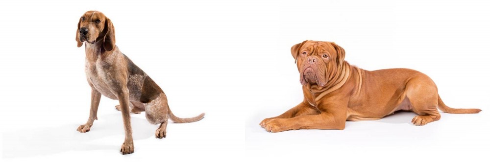 Dogue De Bordeaux vs Coonhound - Breed Comparison
