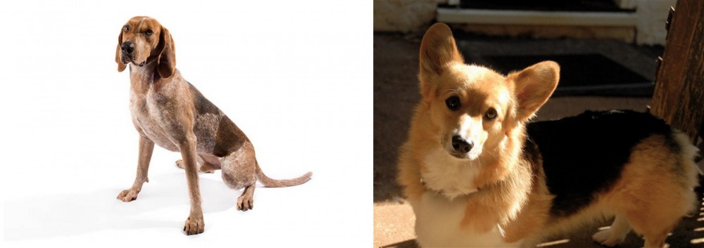 Dorgi vs Coonhound - Breed Comparison