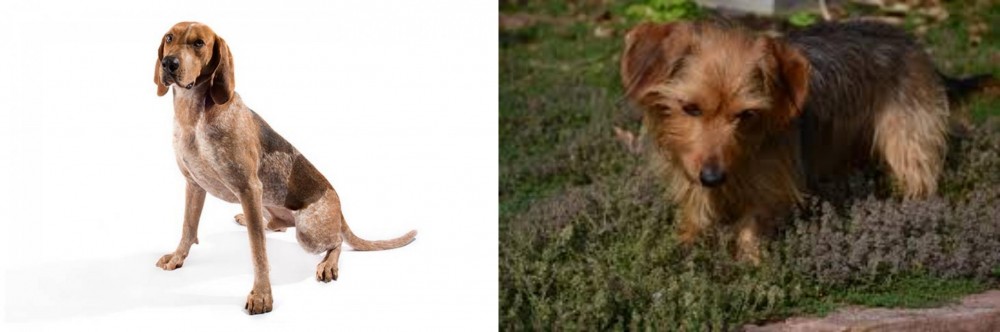 Dorkie vs Coonhound - Breed Comparison