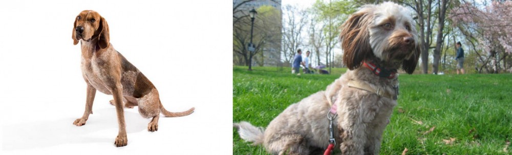 Doxiepoo vs Coonhound - Breed Comparison