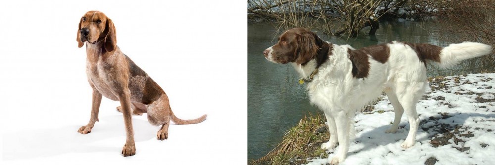 Drentse Patrijshond vs Coonhound - Breed Comparison