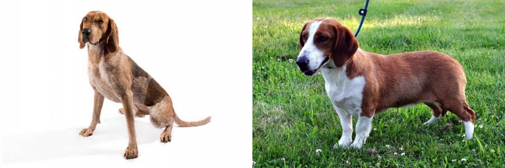Drever vs Coonhound - Breed Comparison