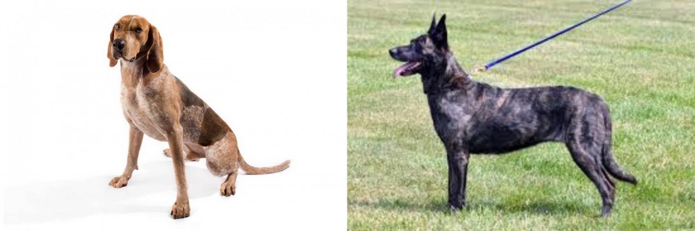 Dutch Shepherd vs Coonhound - Breed Comparison