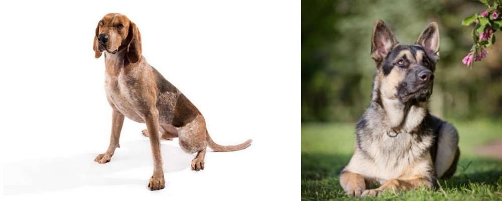 East European Shepherd vs Coonhound - Breed Comparison