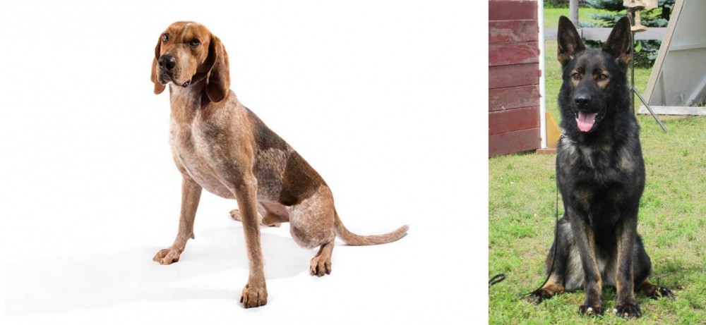 East German Shepherd vs Coonhound - Breed Comparison