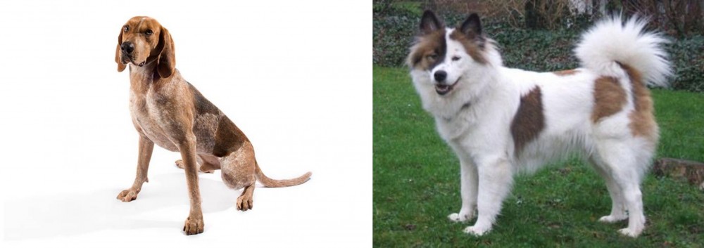 Elo vs Coonhound - Breed Comparison