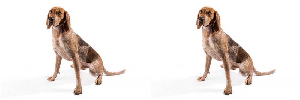 English Coonhound vs Coonhound - Breed Comparison