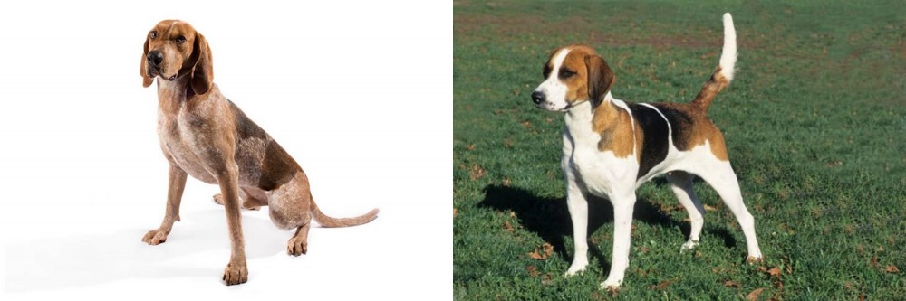 English Foxhound vs Coonhound - Breed Comparison