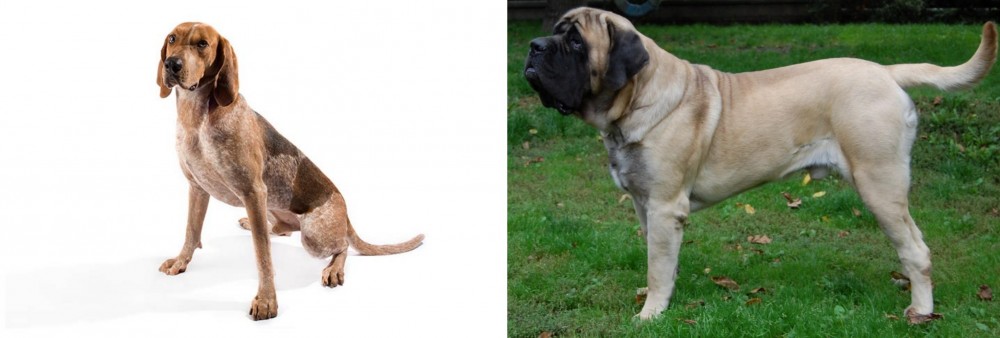 English Mastiff vs Coonhound - Breed Comparison