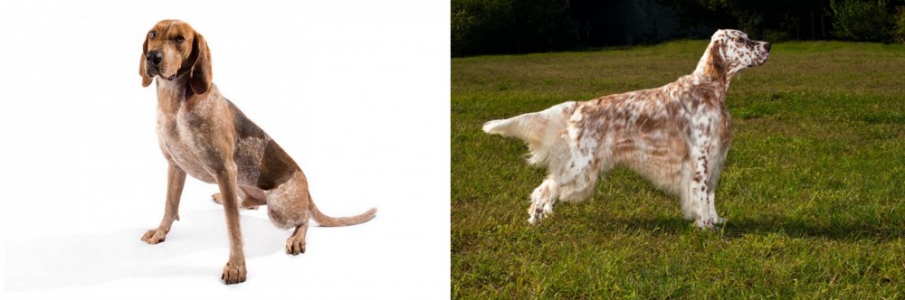 English Setter vs Coonhound - Breed Comparison
