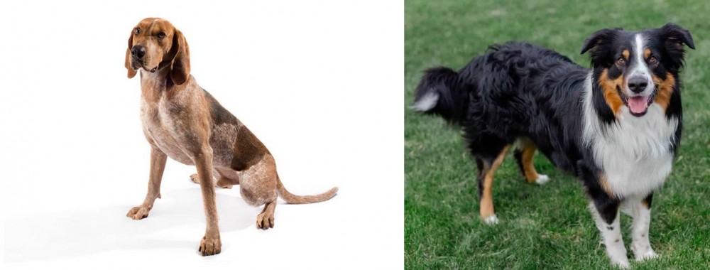 English Shepherd vs Coonhound - Breed Comparison