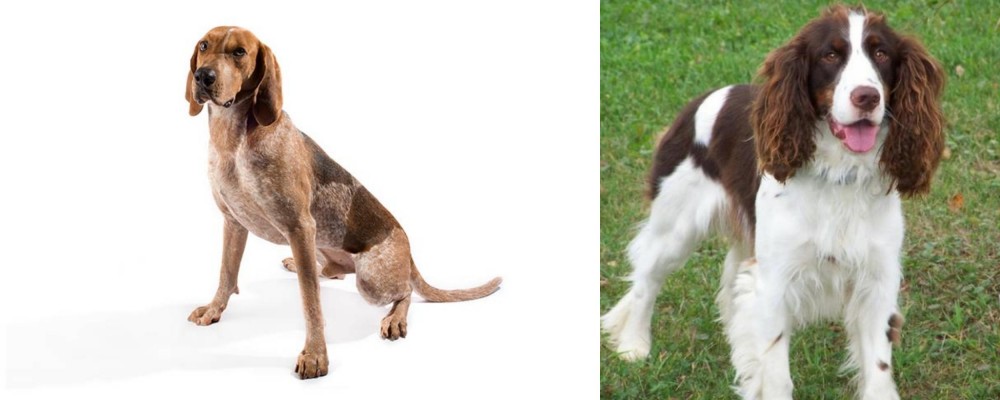 English Springer Spaniel vs Coonhound - Breed Comparison