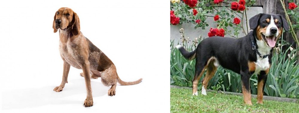 Entlebucher Mountain Dog vs Coonhound - Breed Comparison