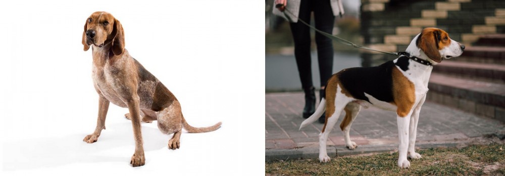 Estonian Hound vs Coonhound - Breed Comparison