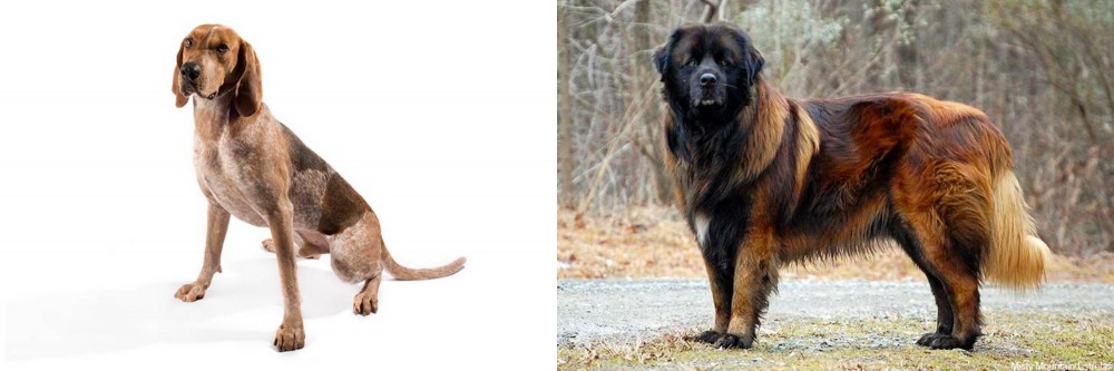 Estrela Mountain Dog vs Coonhound - Breed Comparison